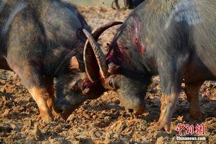 斗牛 战争在线观看,在线激战，热血沸腾的战场对决